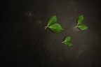 Come Esuli Pensieri Come Esuli Pensieri