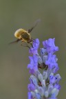 Bombylius minor Bombylius minor