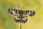 Zerynthia-cassandra_DSC2430 Zerynthia-cassandra_DSC2430