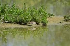 Gallinago gallinago Gallinago gallinago