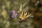 Macro_28062025_9 Macro_28062025_9
