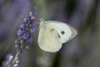 Macro_28062025_8 Macro_28062025_8