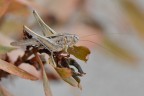 Melanoplus Melanoplus