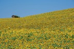 Girasoli_Lug2025_4