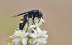 Scolia hirta Scolia hirta