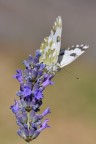Pontia edusa Pontia edusa