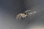 Mangora acalypha Mangora acalypha