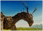 Drago Vaia Regeneration Drago Vaia Regeneration