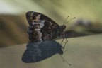 Macro_Umbria_Lug2025_5 Macro_Umbria_Lug2025_5