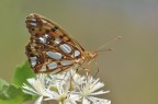 Issoria lathonia Issoria lathonia