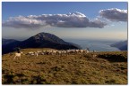 Pascolo sulle terre alte Pascolo sulle terre alte