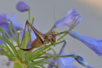 Tettigonide Tettigonide