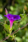 Ipomea purpurea Ipomea purpurea
