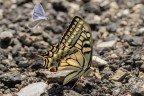 Macro_Umbria_Lug2025_2 Macro_Umbria_Lug2025_2