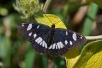 Limenitis reducta