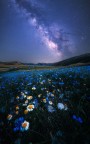 L'ultima fioritura L'ultima fioritura