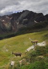 Gavia con stambecchi Gavia con stambecchi