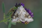 Hecatera bicolorata Hecatera bicolorata