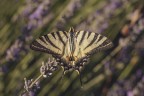 Macro_28062025_4 Macro_28062025_4