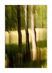 nel bosco nel bosco