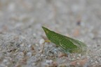 Dictyophara europea Dictyophara europea
