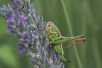 Macro_22Giu2025_D Macro_22Giu2025_D