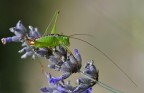 Tettigonide Tettigonide