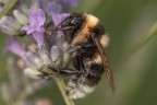 Macro_22Giu2025_b Macro_22Giu2025_b