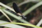 Libellule_Ago2025_8 Libellule_Ago2025_8