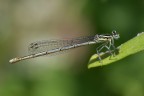 Damigella Damigella