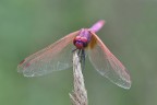Trithemis