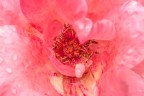 Pink Pink