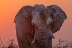 L'alba di uno dei BIG 5 L'alba di uno dei BIG 5