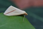 Rodometra sacraria Rodometra sacraria