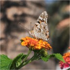 un vecchio scatto recuperato nel mio  HD i dati exif
1/250 s
f/13
iso 200