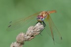 Sympetrum