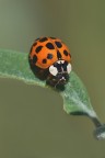 Coccinella arlecchino Coccinella arlecchino