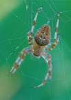 Araneus diadematus Araneus diadematus