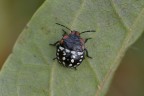 Neanide di Nezara viridula Neanide di Nezara viridula
