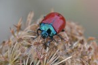 Chrysomela populi Chrysomela populi