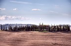 cipressi cipressi