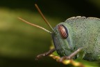 Locusta Locusta