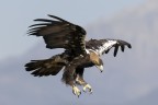 Aquila imperiale Aquila imperiale