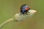 Chrysolina Chrysolina