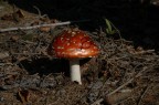amanita muscaria