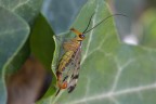 Mosca scorpione Mosca scorpione