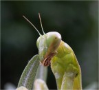 scatto effettuato da un altra angolazione, comn la modella poco collaborativa, intanto calava il buio...
comunque ci ho provato