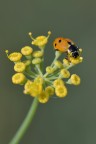 Commenti e critiche gradite! Iso640, f/11, 1/1000sec. a mano libera. Piccolissima coccinella tra i fiori del finocchietto selvatico.