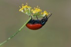 Chrysolina grossa Chrysolina grossa