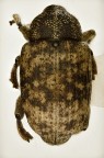 Curculionidae Curculionidae